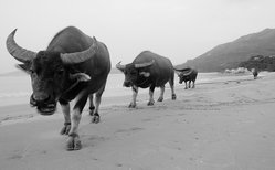 Beach Buffalos